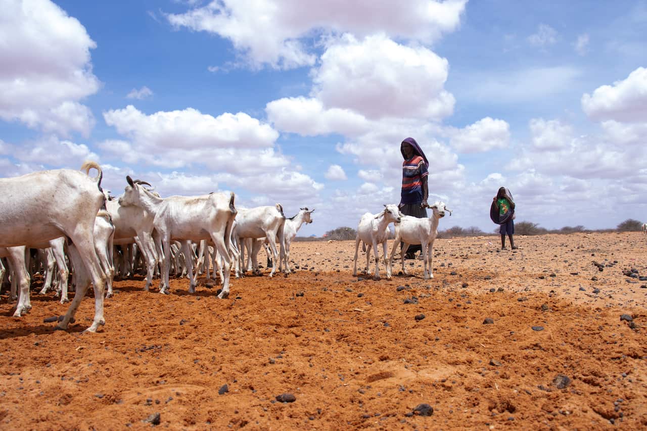 A Somali man tending to his herd of goats on a drought-stricken dirt plain in Somalia.