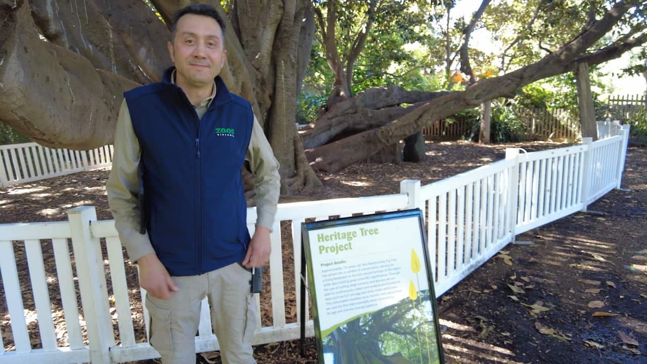 Giuseppe Greco Zoo 3