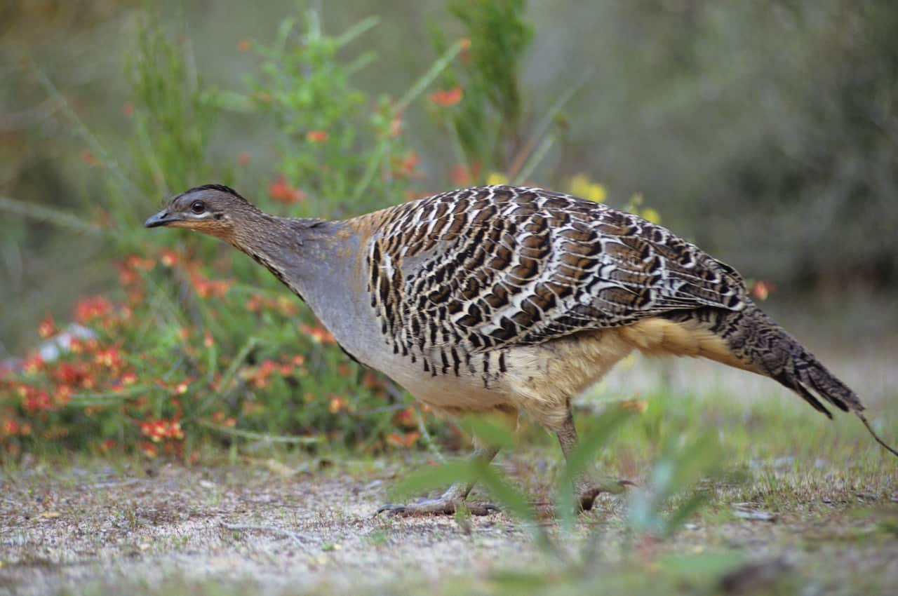 A large brown spotted bird.