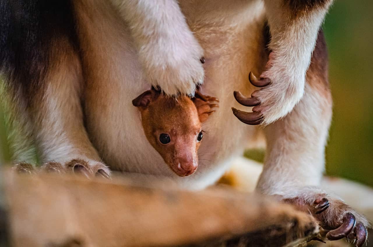 Chester Zoo Welcomes First Ever Goodfellow's Tree Kangaroo Joey