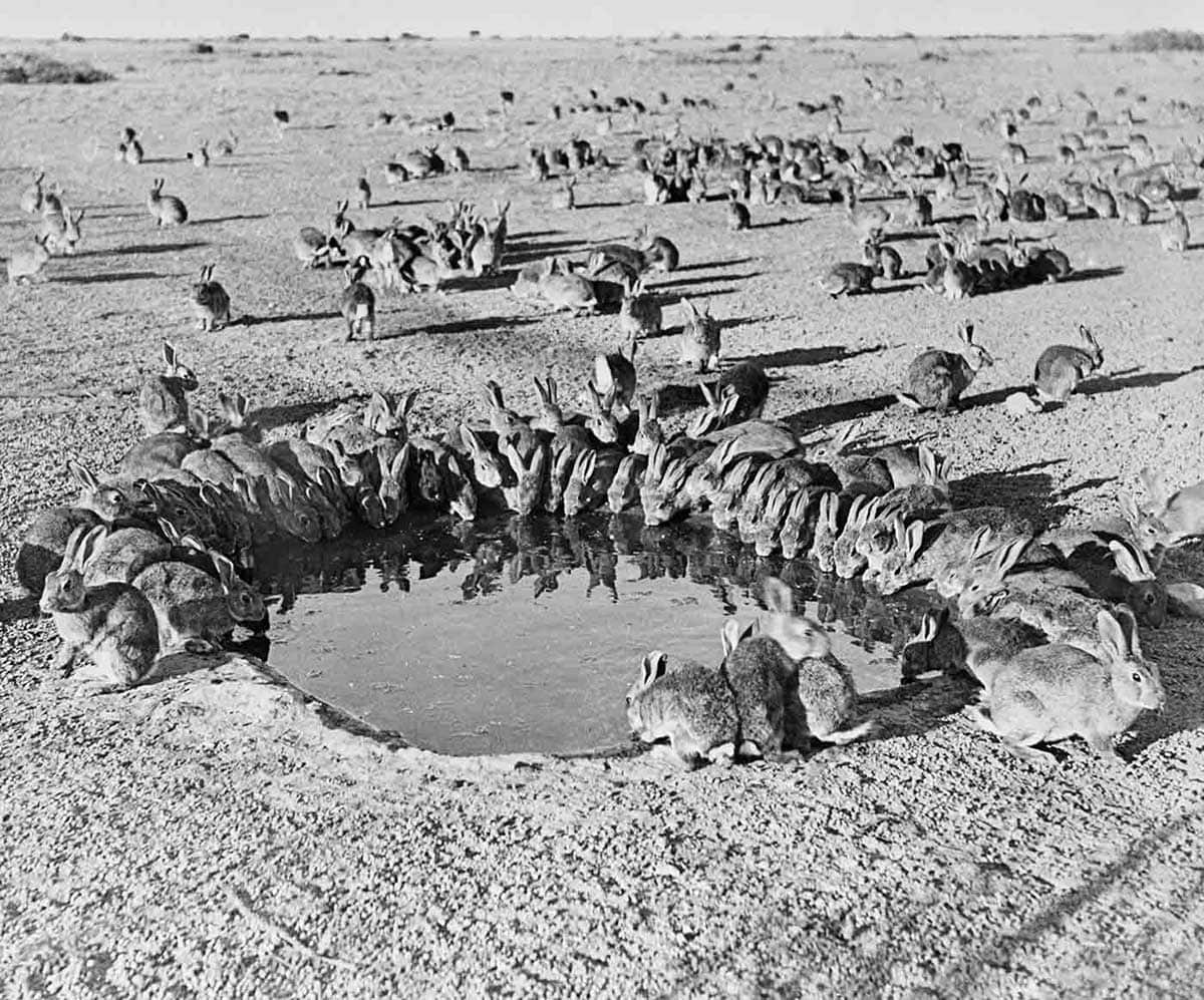 MA44159080-Rabbits-around-the-waterhole-1200w.jpg