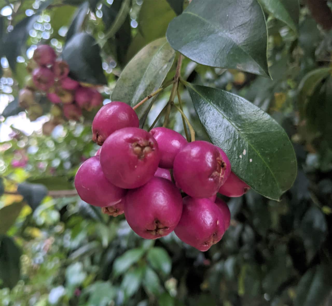 Lilly Pilly fruit on a tree