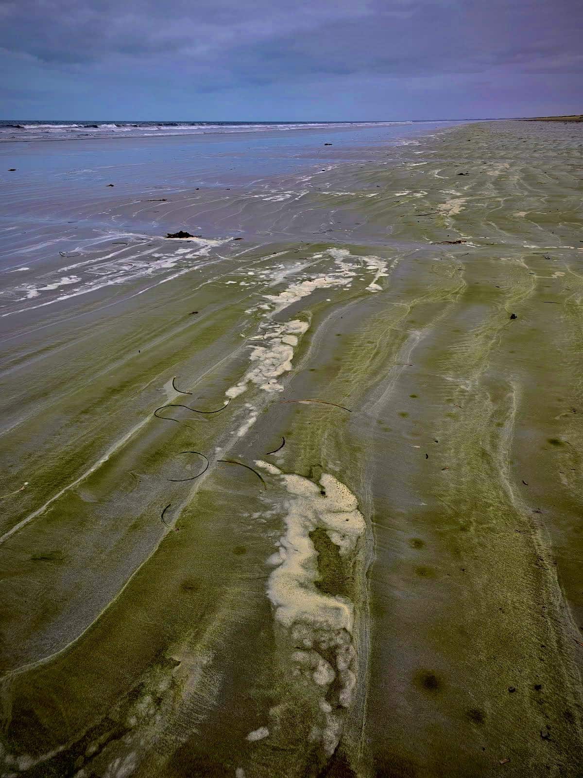 An aerial shot of the shoreline showing foam washed up on the beach and bands of greenish substance on the sand.