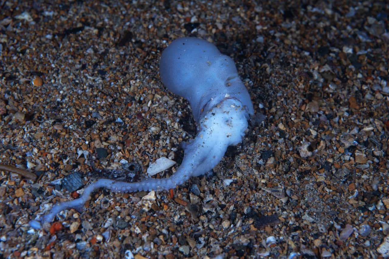A small dead blue-ringed octopus half buried in the sand underwater, with one tentacle poking out of the sand.