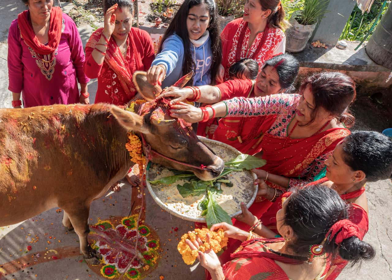 A family bows in front of a cow during the 'Gai Puja', also known as the Cow Worship Day, as part of the Tihar festival in Kathmandu, Nepal, on 15 November 2020.