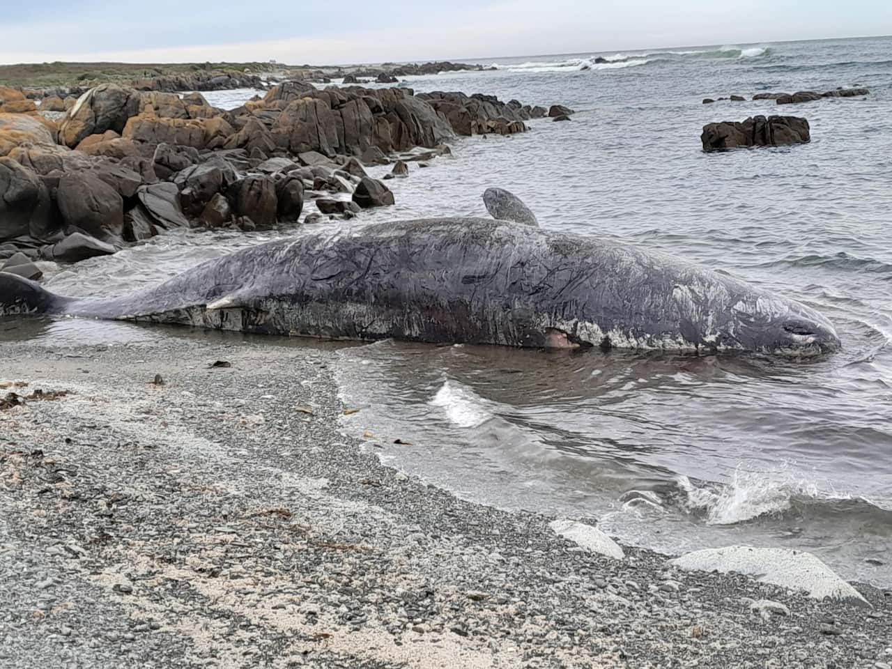 One of the sperm whales that washed ashore on King Island, north of Tasmania