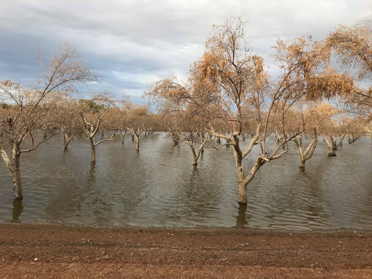 Fortunata Olive tree floods.JPG