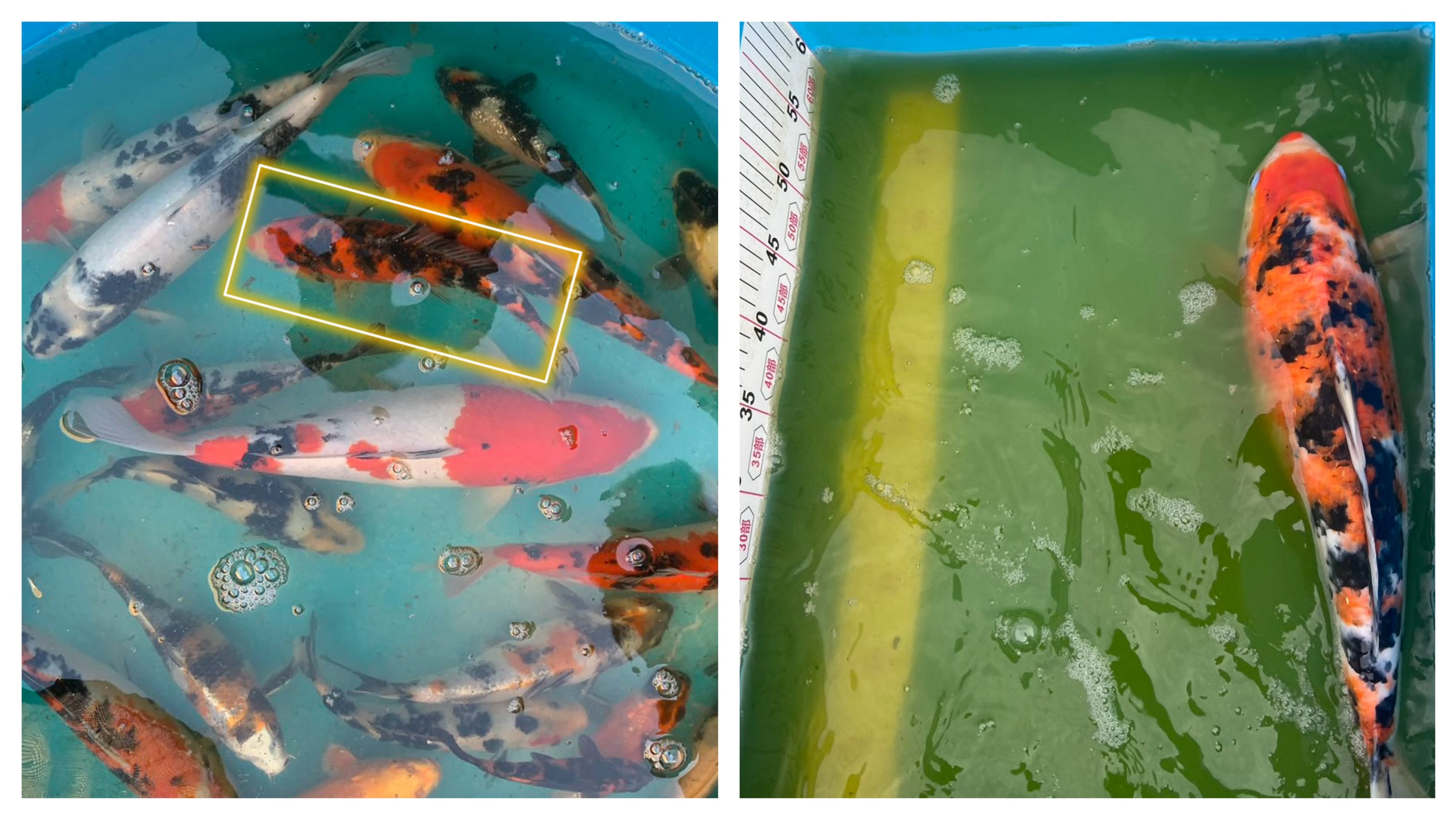 daniel koi carp.jfif