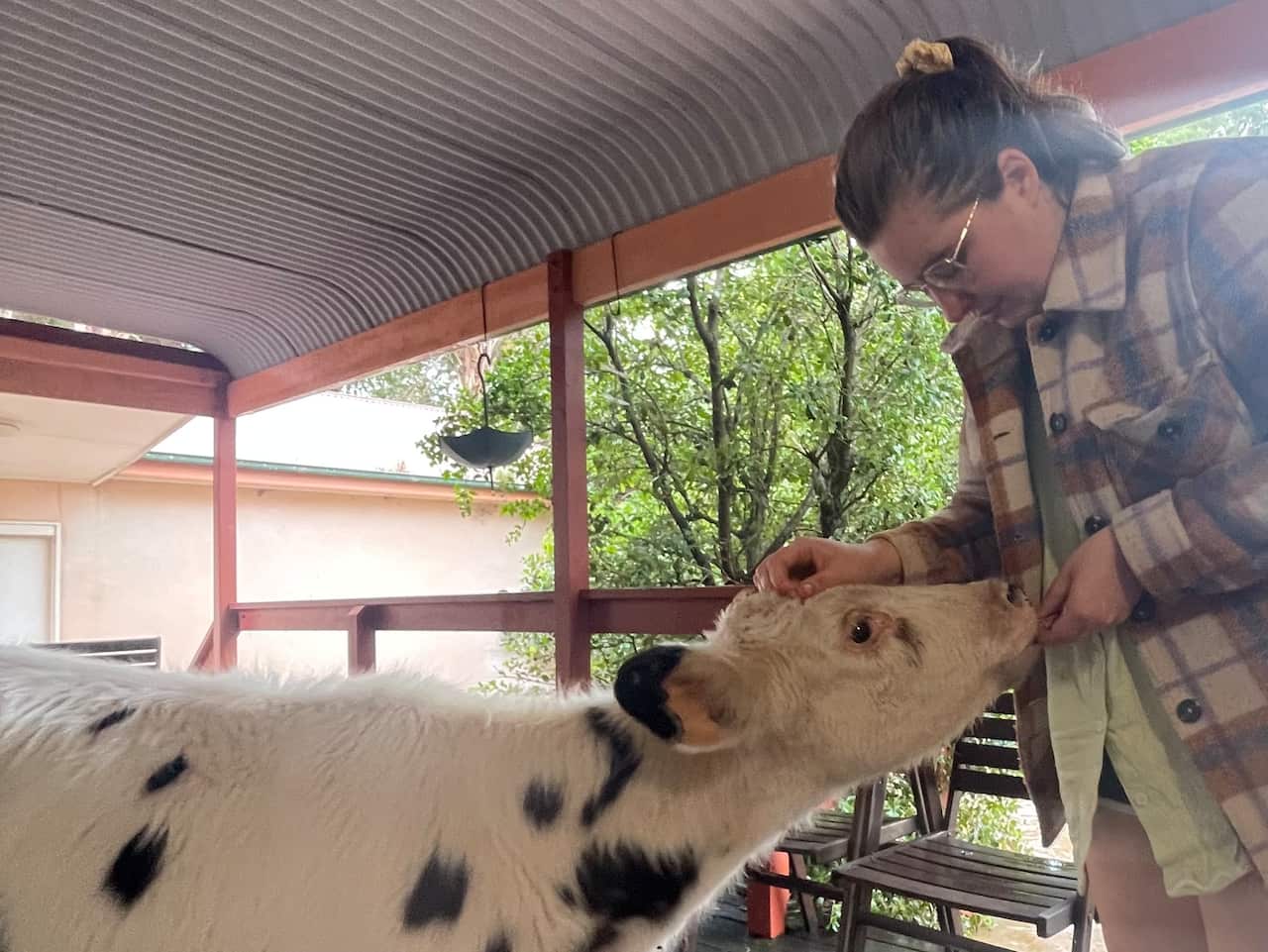 A young woman with brown hair, wearing a chequered jacket, feeding a white, fluffy calf on the wooden veranda of a property.