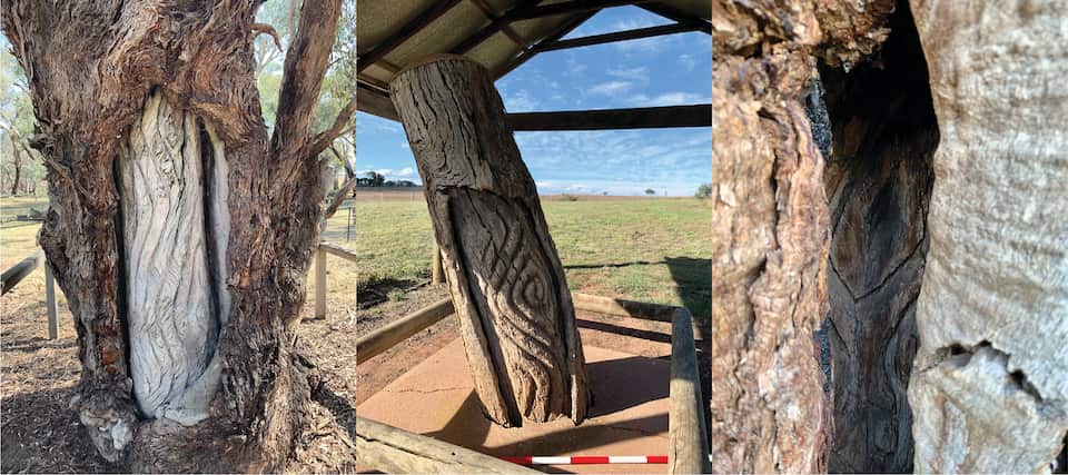 Scar Tree Examples This landmark study has helped uncover the history of Wiradjuri scar ...