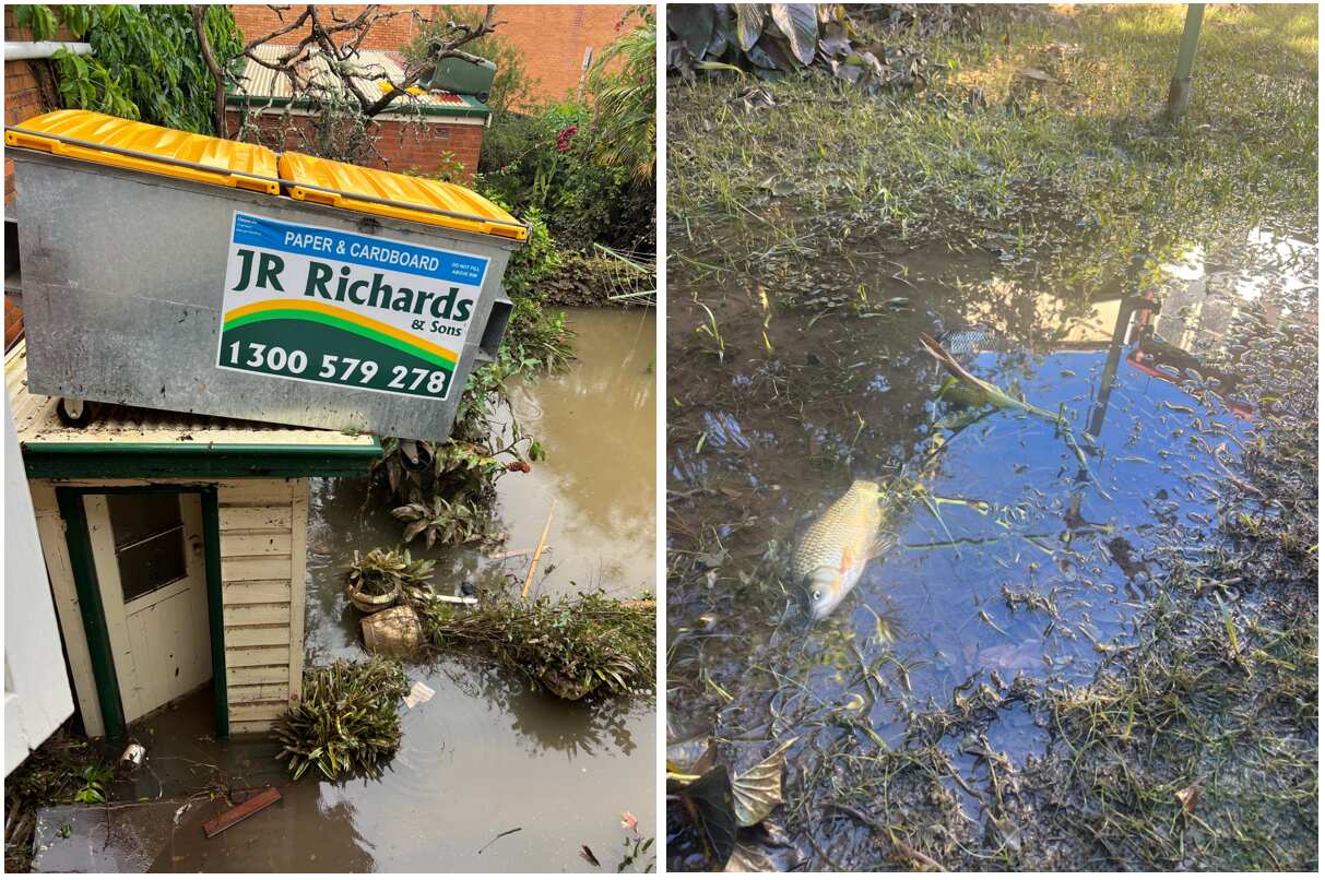 A composite image. One the left is a skip bin resting on the roof of an outside toilet. On the right a fish floats in shallow brackish water.