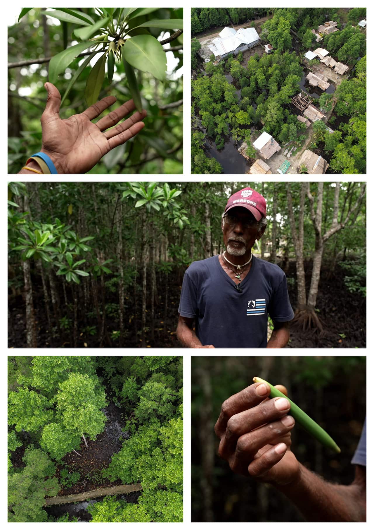 A composite image of four photos showing mangrove forests in the Solomon Islands, a village, a local man and a close-up of a seed.