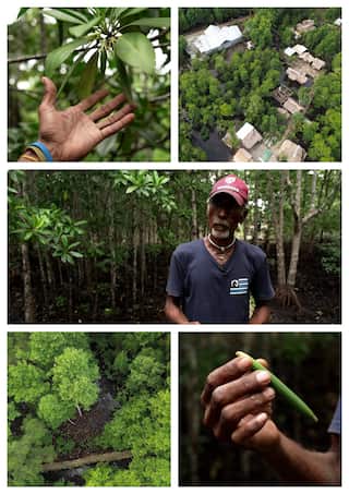 A composite image of four photos showing mangrove forests in the Solomon Islands, a village, a local man and a close-up of a seed.