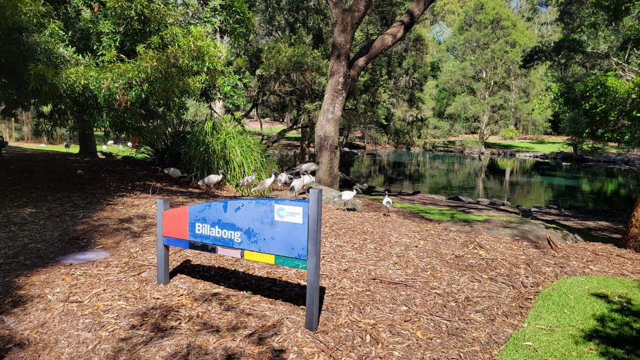 Billabong at Auburn Botanic Gardens