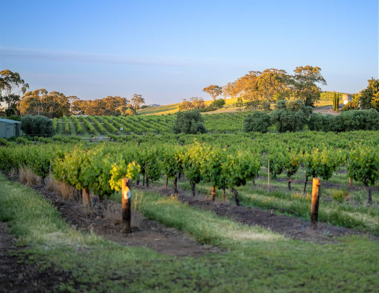 A view of grape vines with green leaves in rows stretchig up a gentle hill.