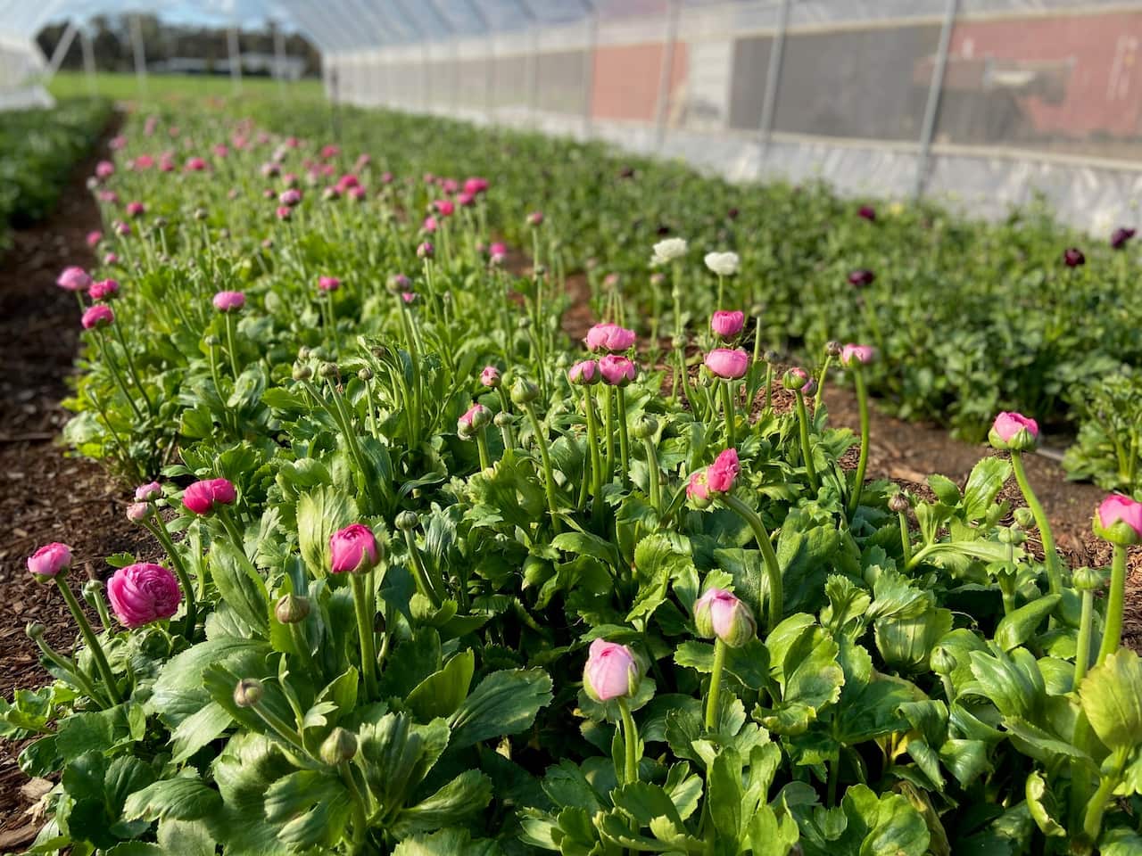 Pure Maiden Flower Farm SBS Thai 11.jpg