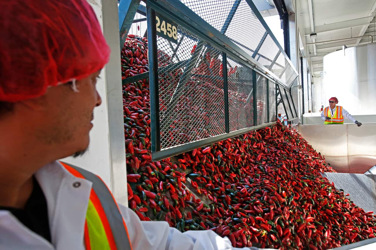 Red chilli peppers are being unloaded from a truck into a factory.