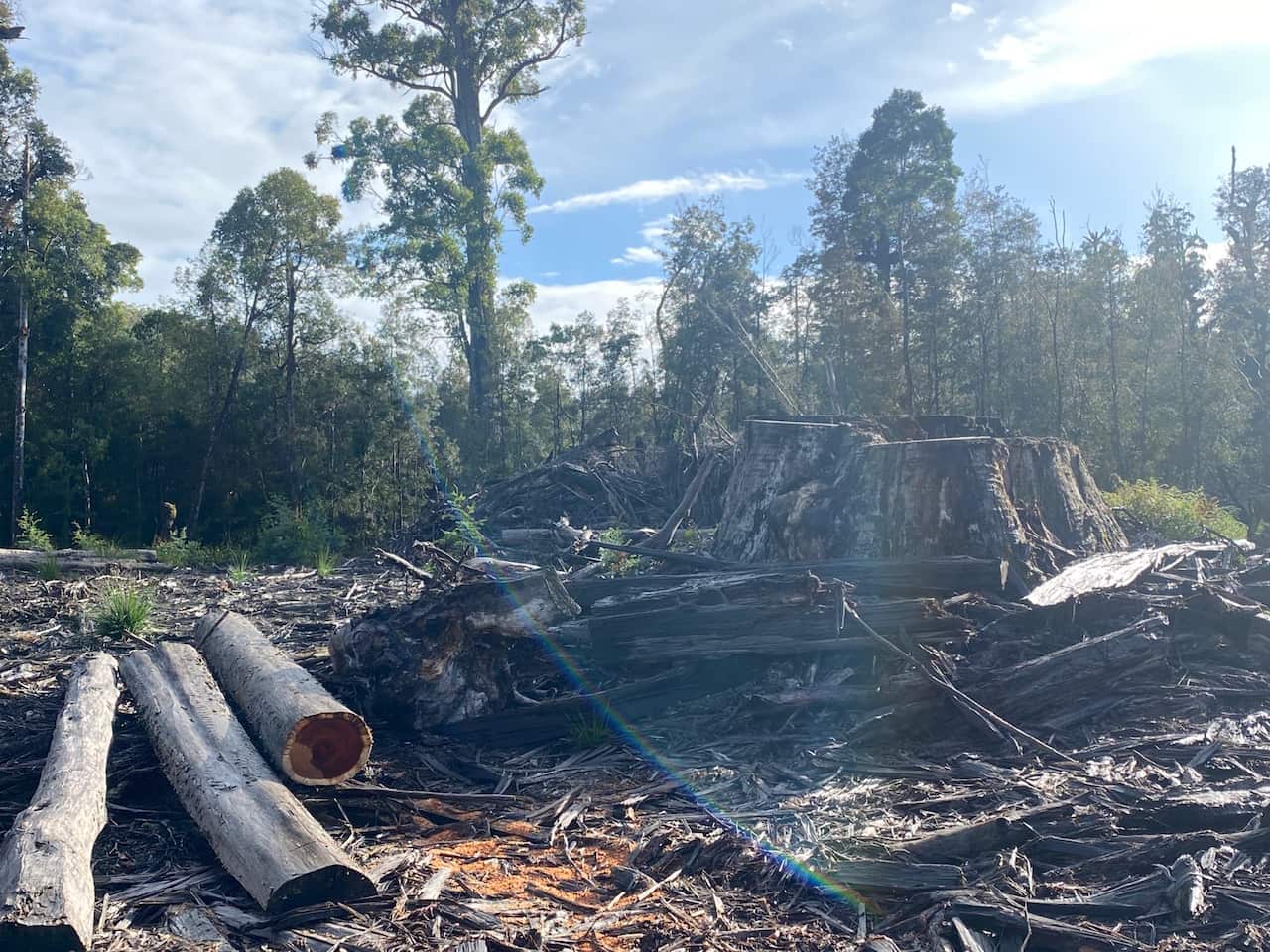 Abgeholzter Teil von Wald -2446960275847279517.jpg