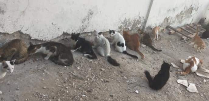 Several ragged looking domestic cats stand in dirt
