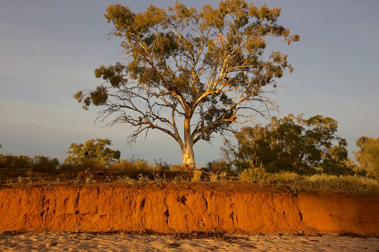 Eucalypt above a dry creek bed