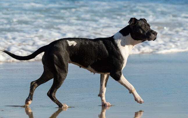 狗 2023-04-11_18-16-06.jpg