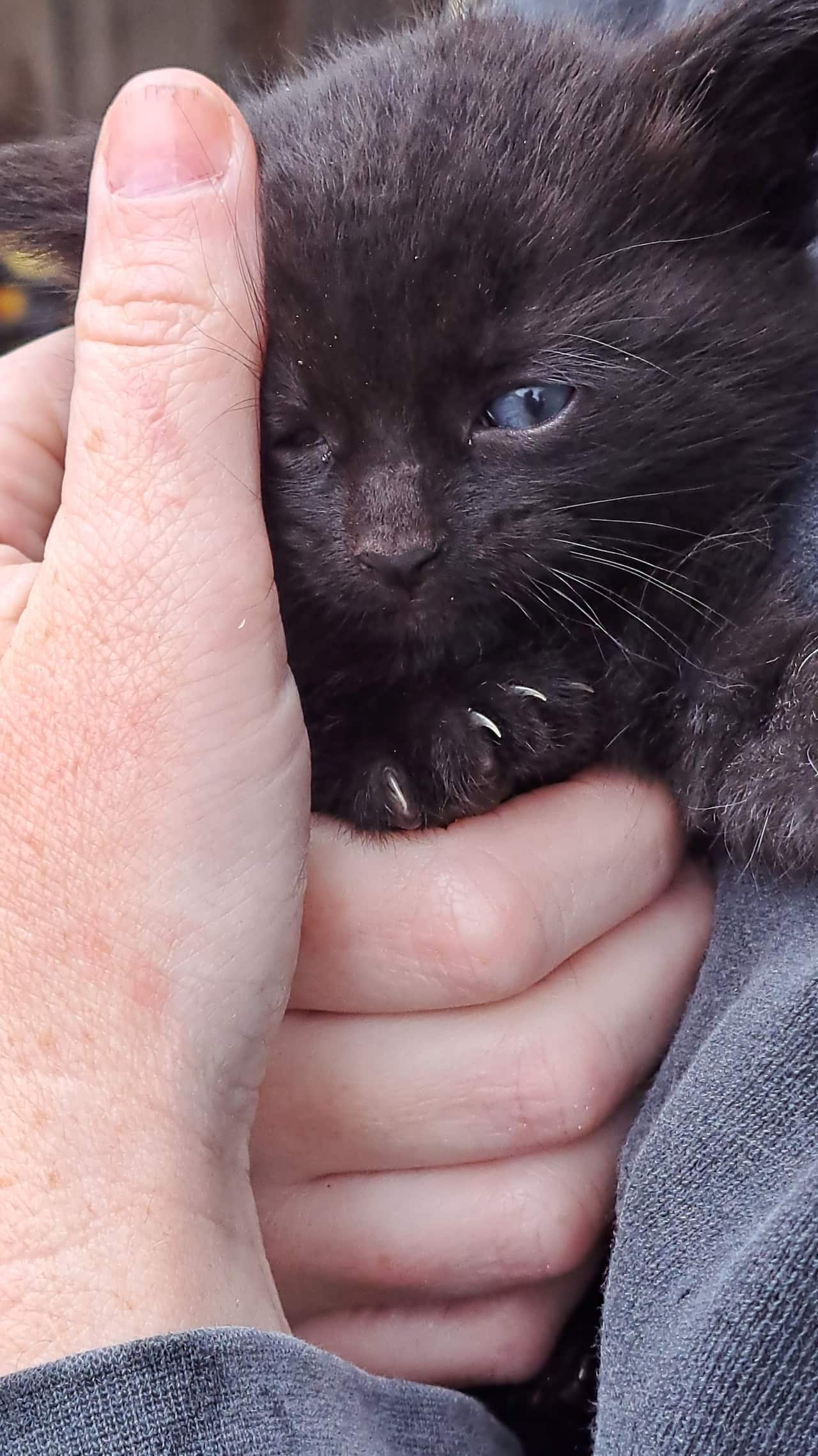 Recently found in a Bayside Council backyard, along with a neighbour’s unneutered cat and five kittens. Credit: Agnieszka Burton