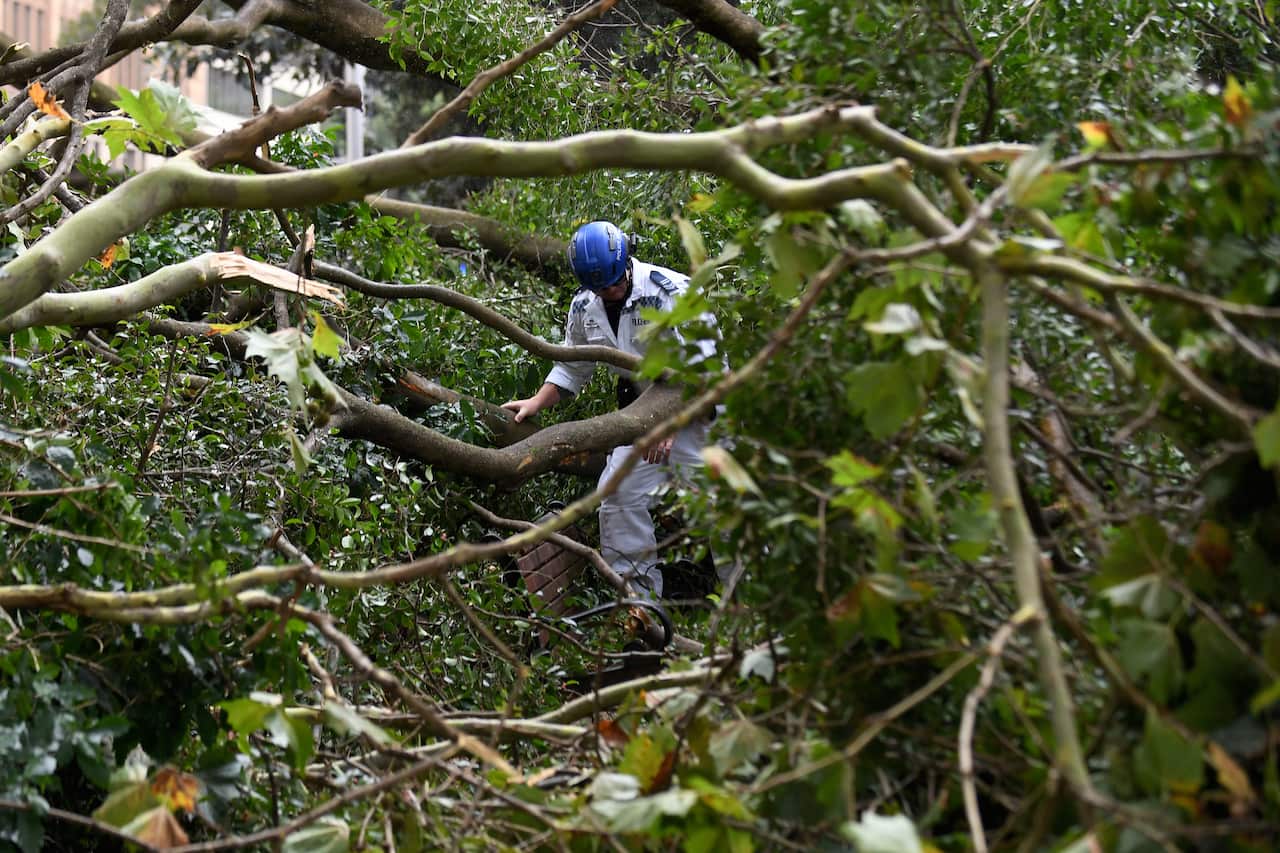 FALLEN TREE SYDNEY