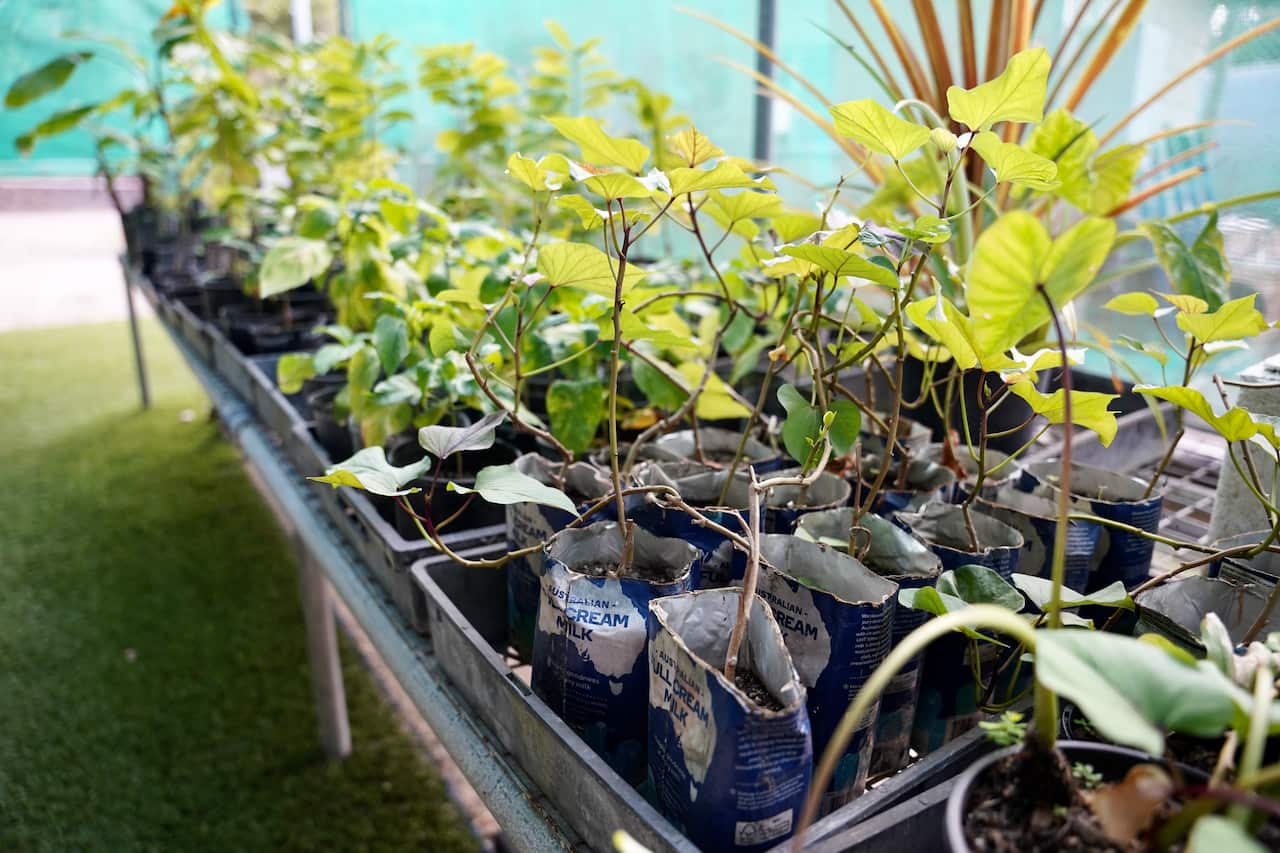 Coconut palm seedlings growing in small plastic pots.