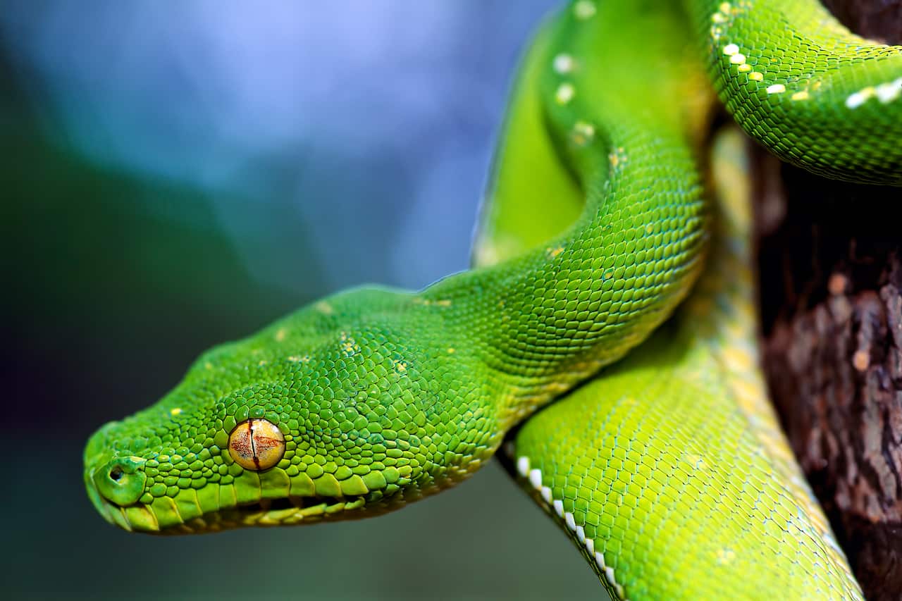 McIlwraith Range Emerald Python