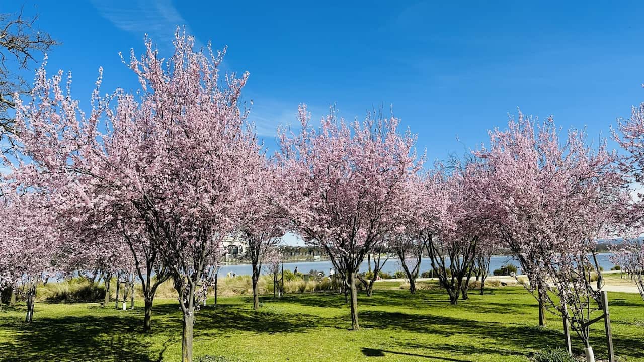 Xuân về trên Canberra- Source Lâm Lệ Hoa.jpg