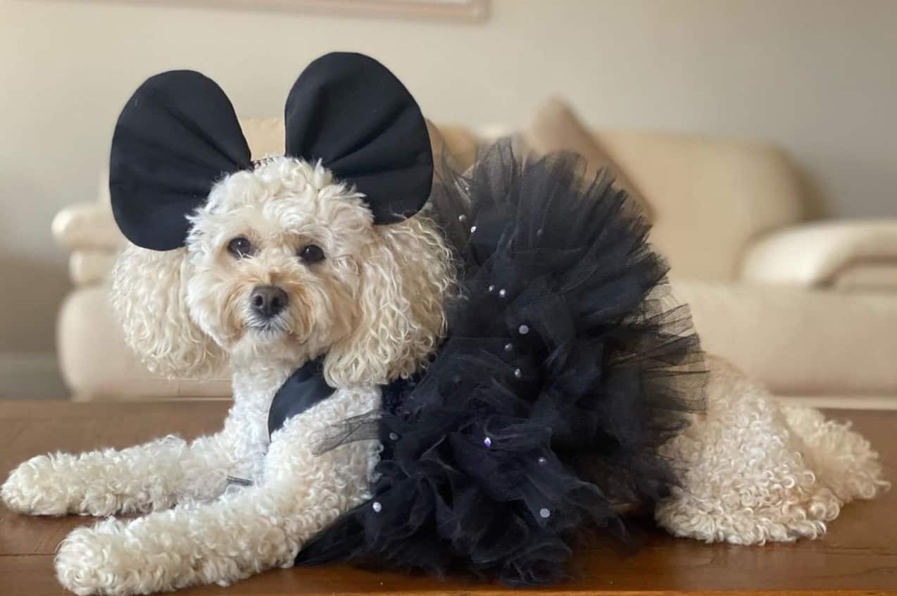 Coco wearing a black tutu