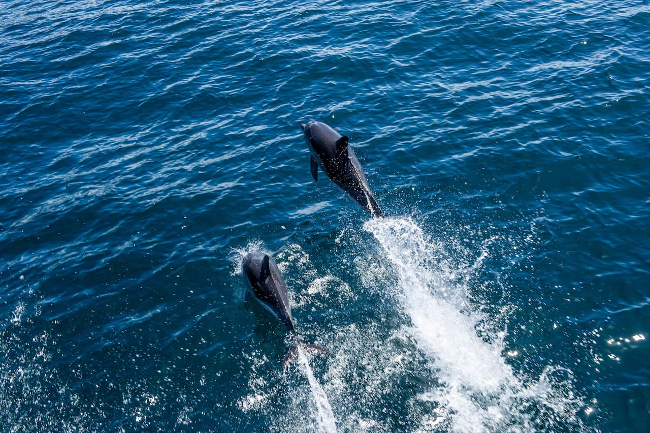 Australia Illustrations