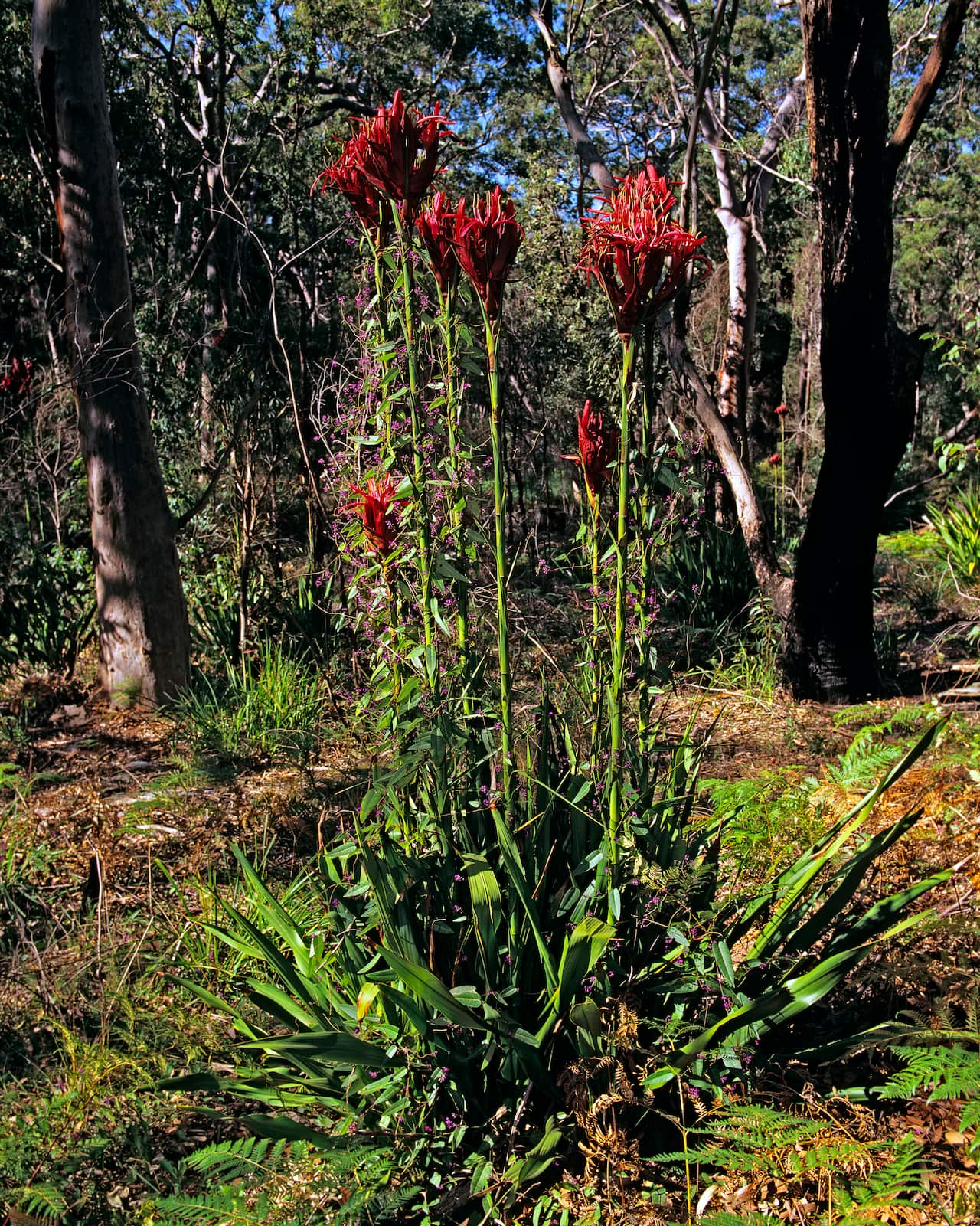 Gymea lily, Doryanthes excelsa