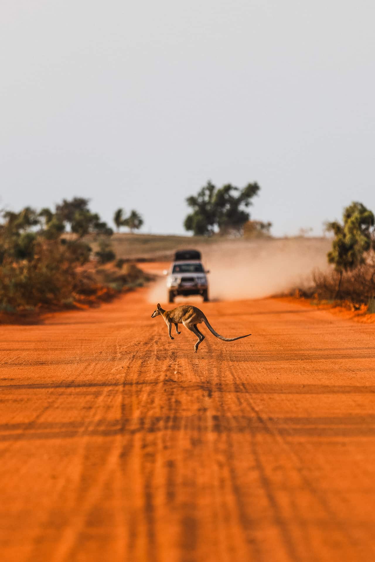 Kangaroo hopping across an orange coloured dirt road with a 4x4 approaching in the background, The Kimberley, Western Australia, Australia
