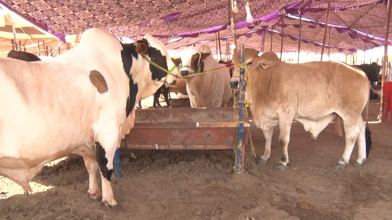 WhatsApp Image 2024-06-12 at 06.31.45.jpeg