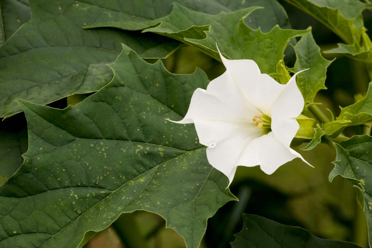 Thorn Apple - in flower and fruit. Naturalised in UK.