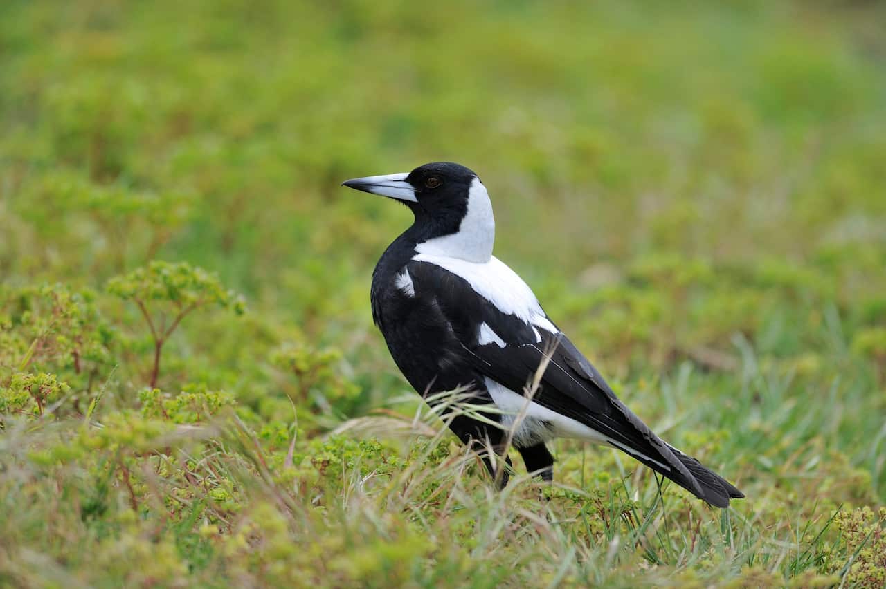 A black and white Australian magpie on the ground among green plants.