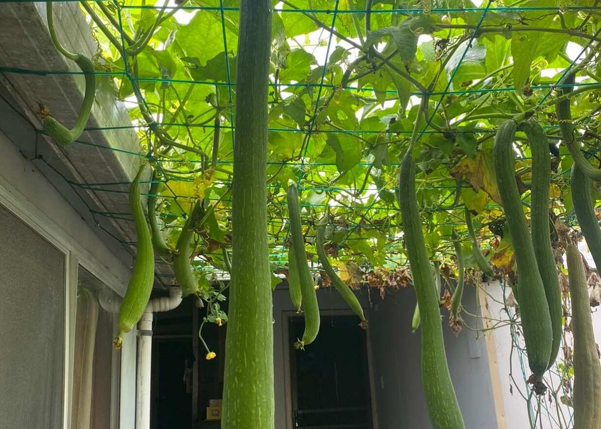 vuon rau Thuy An 4.jpg