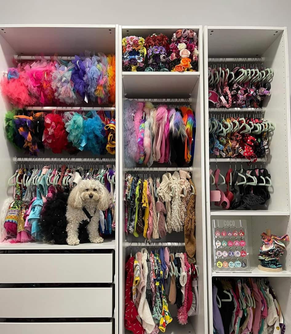 Coco standing on a shelf in her wardrobe 