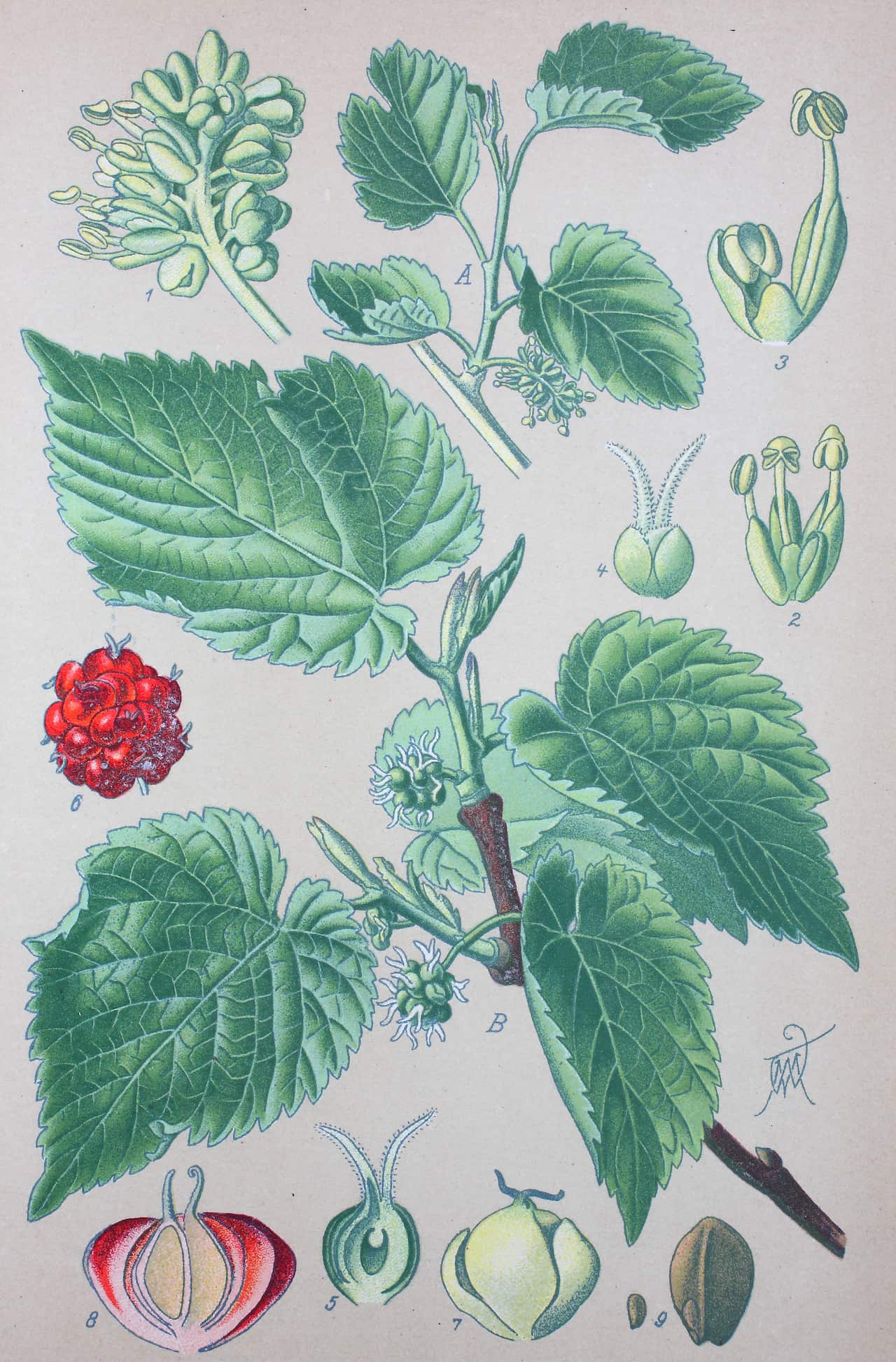 blackberries