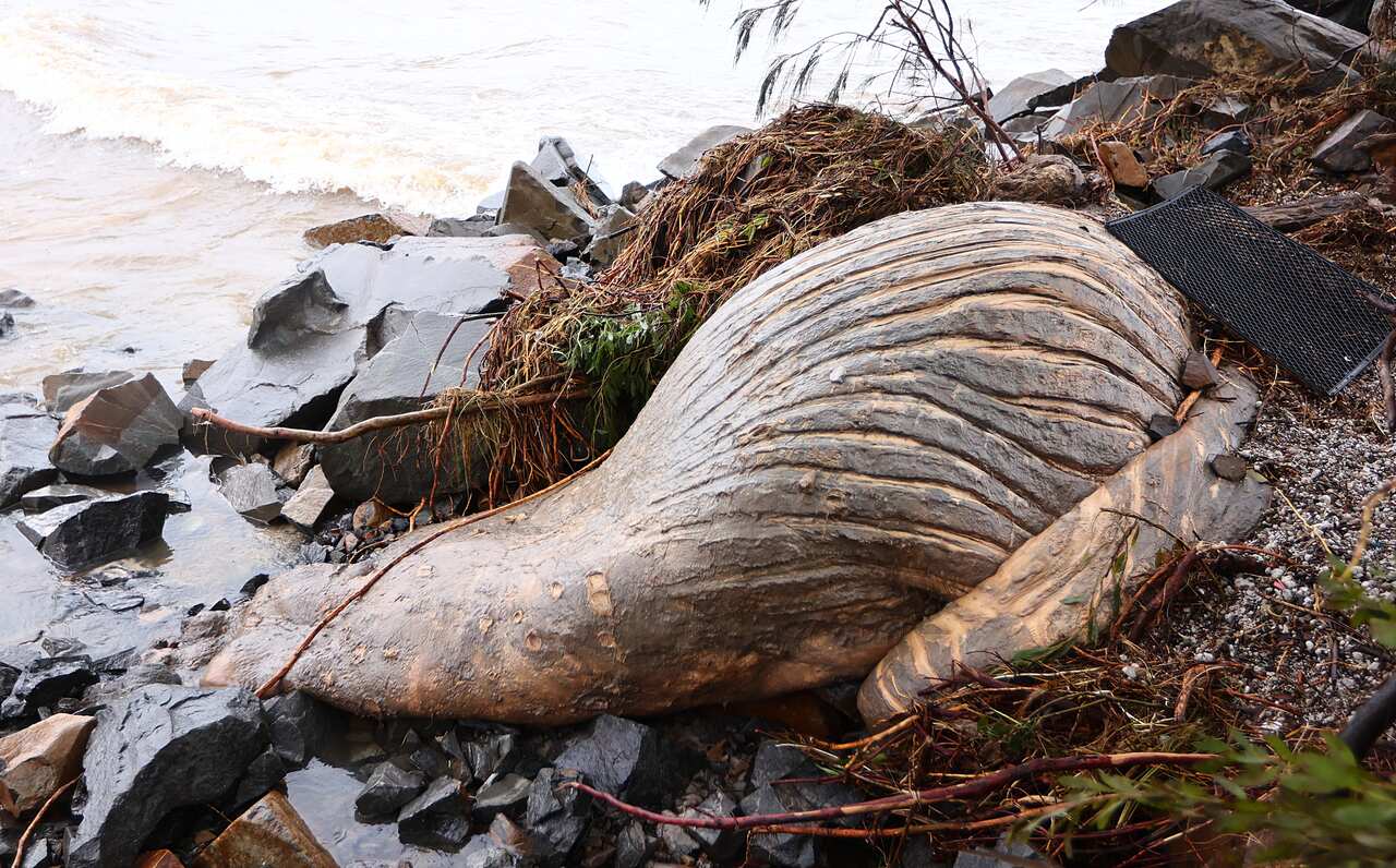 A dead whale lies on the shore surrounded by debris.