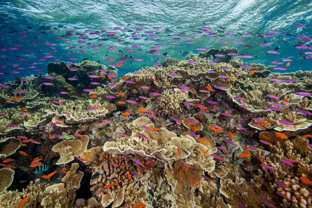 Purple fish swim past bleached coral reefs