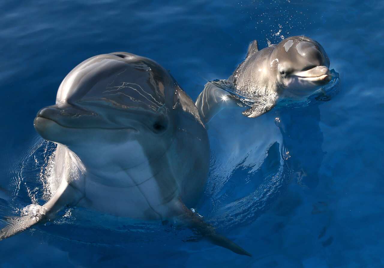 Bottle-nose dolphins in the water.