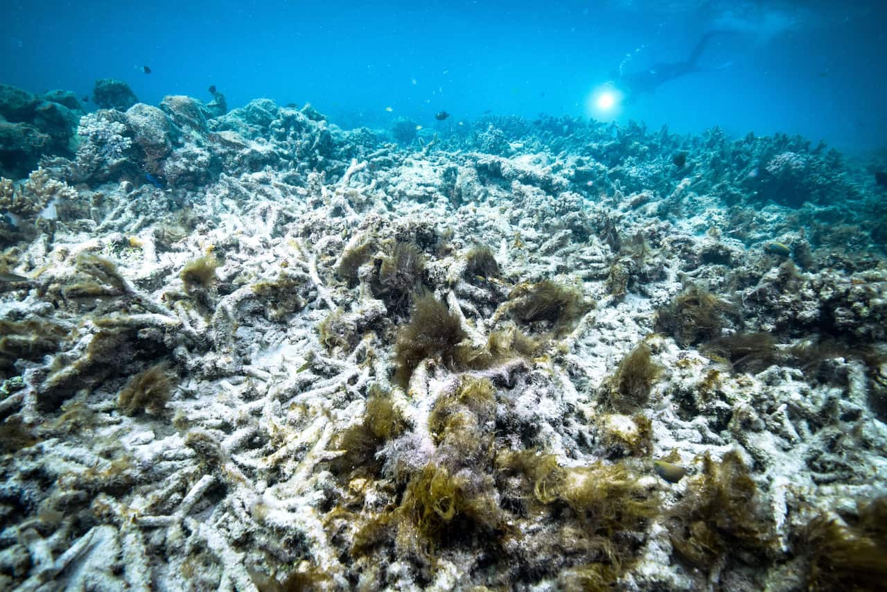 File photo taken in October 2016 shows coral bleaching at the Great Barrier Reef in Australia, a World Heritage Site. 