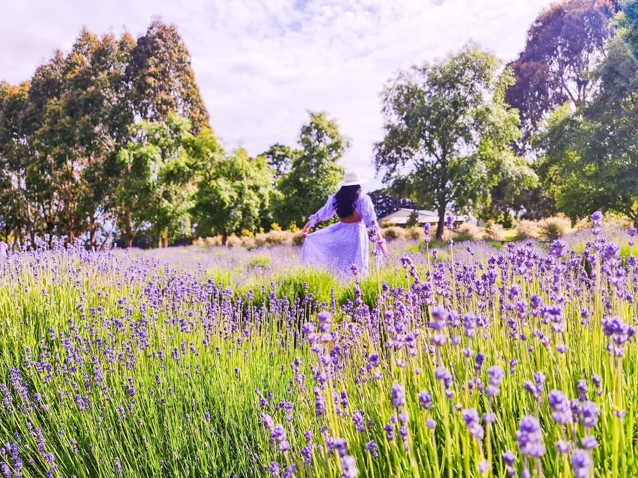 Warratina lavender.jpg