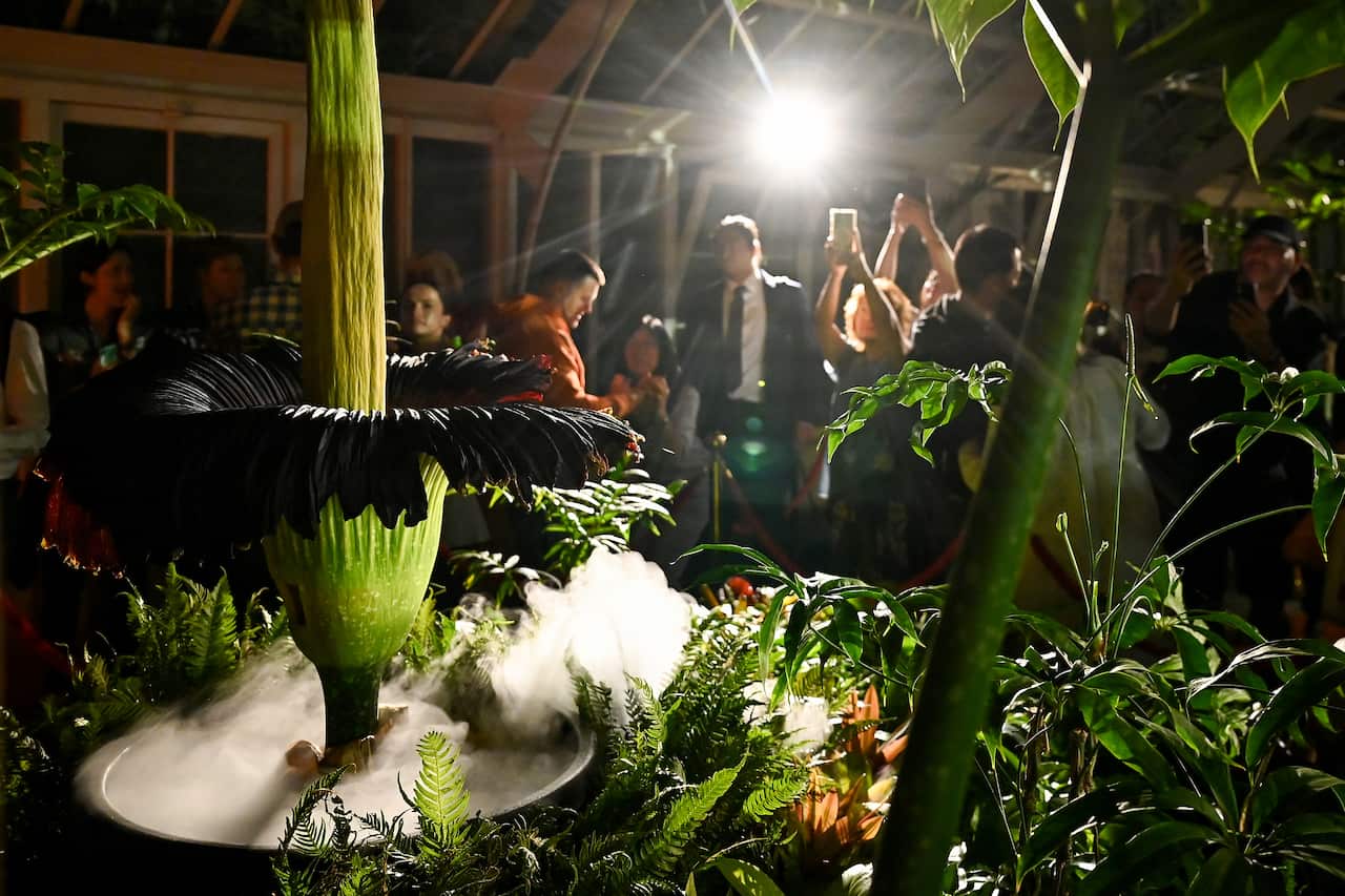 People stand nearby a green 'corpse flower' that is unfurled.