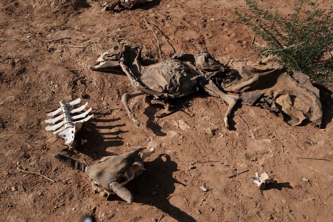 Animal skeletons lie on top of dirt.