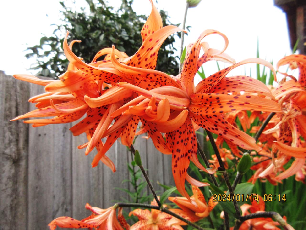 食用百合栽培 Supplied by Julian Zhang