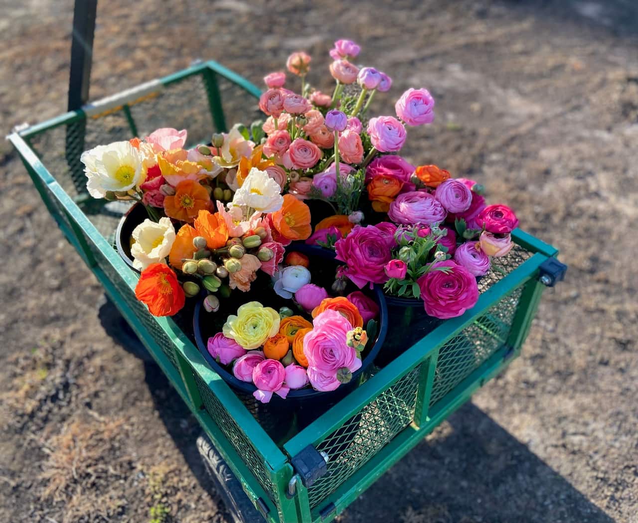 Pure Maiden Flower Farm SBS Thai 16.jpg