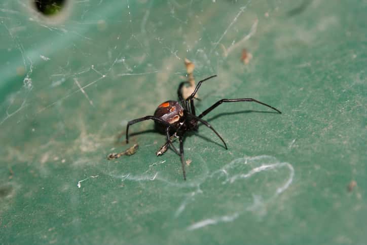 Redback spider